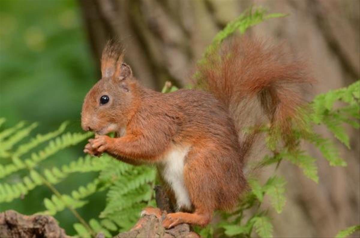 Sciurus vulgaris (door Aaldrik Pot)